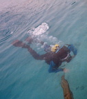 Scuba Diving in Florida