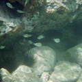 Snorkeling in Mayreau