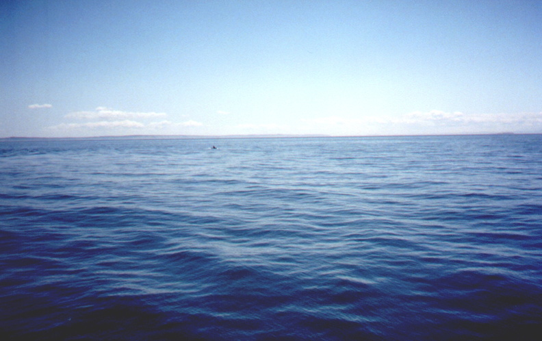 whales05.jpg