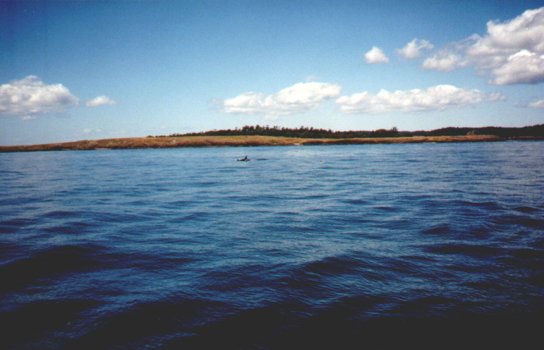 whales13.jpg