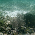 Snorkeling the Tobago Cays